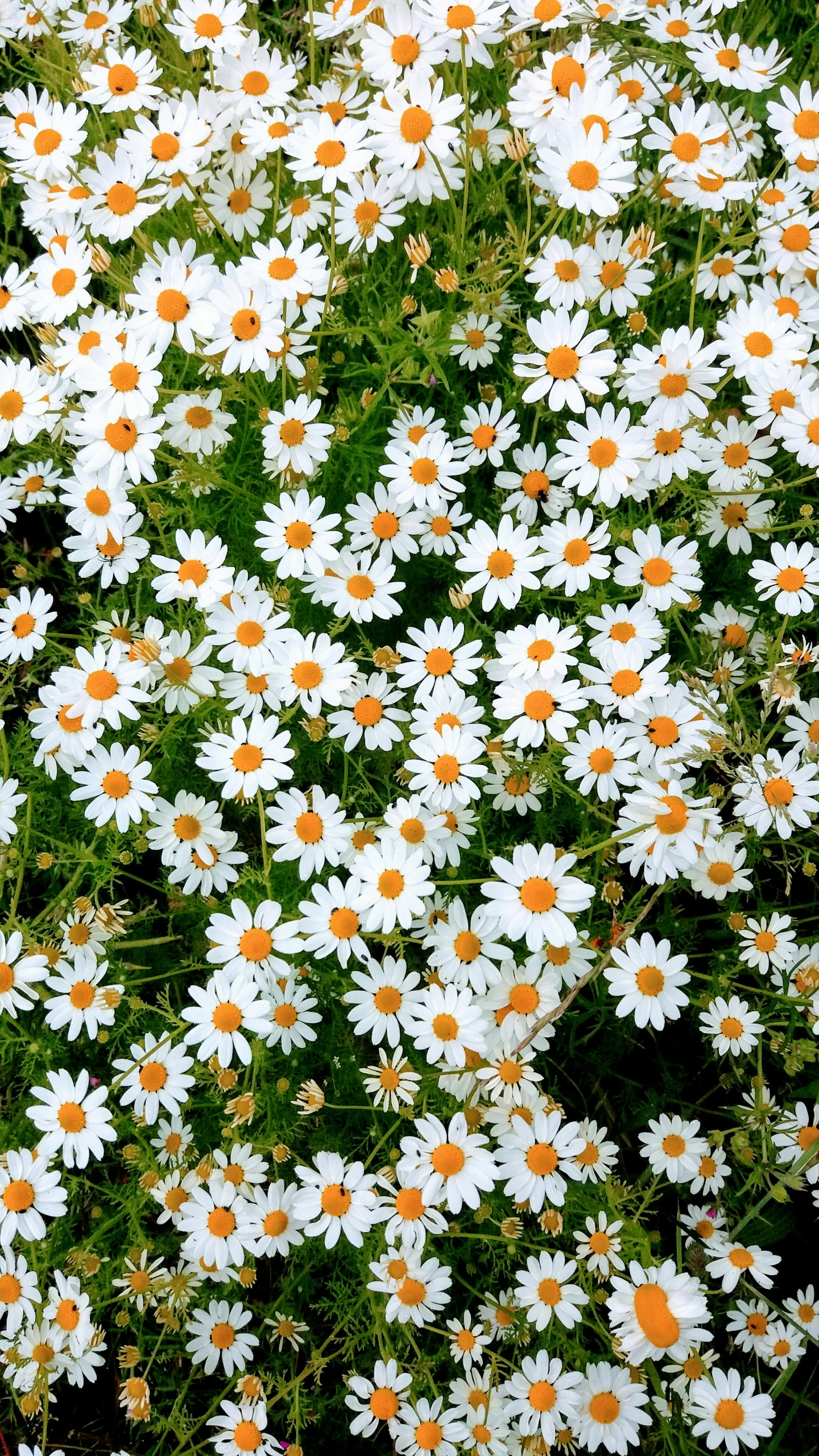 a very large number of white flowers in the grass