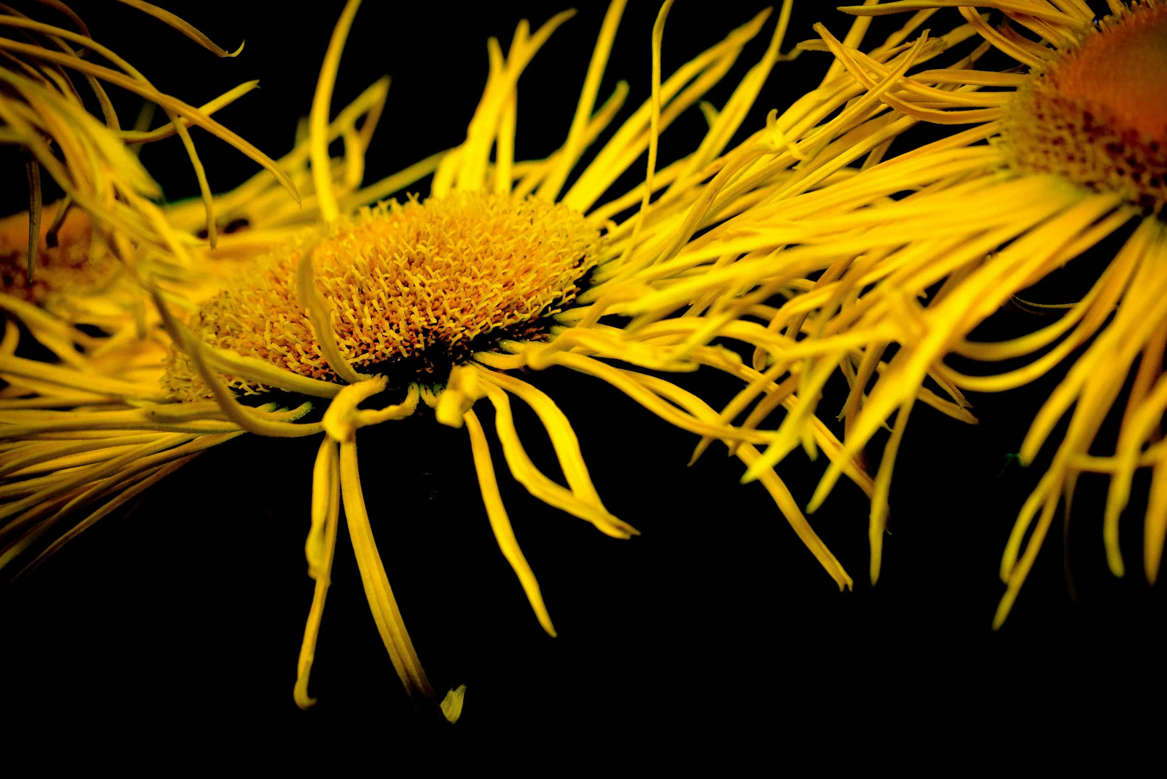 a bunch of yellow flowers against a black background