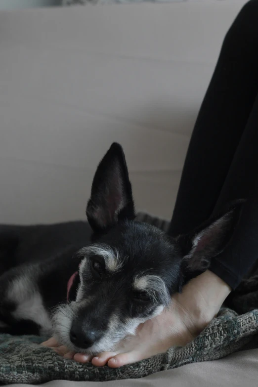 a dog laying on a persons lap on a couch