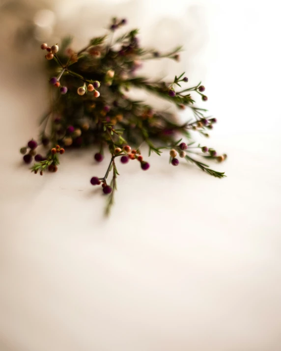 the green nch of a plant with tiny flowers on it