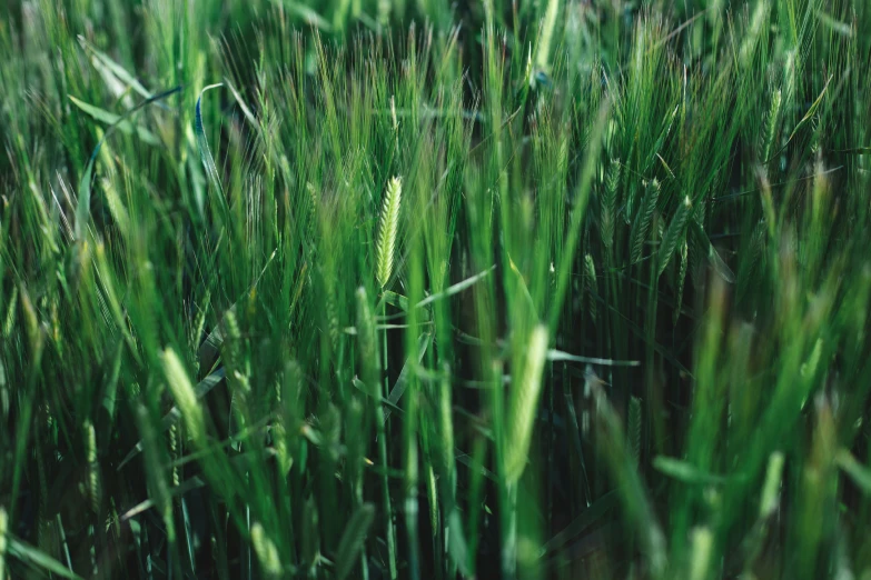 a bunch of grass that is growing close to the ground