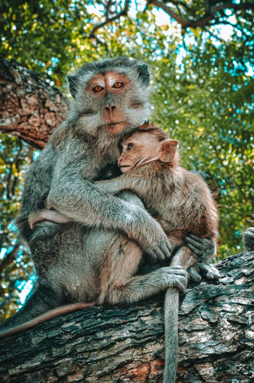 a mother and baby monkeys on a tree nch