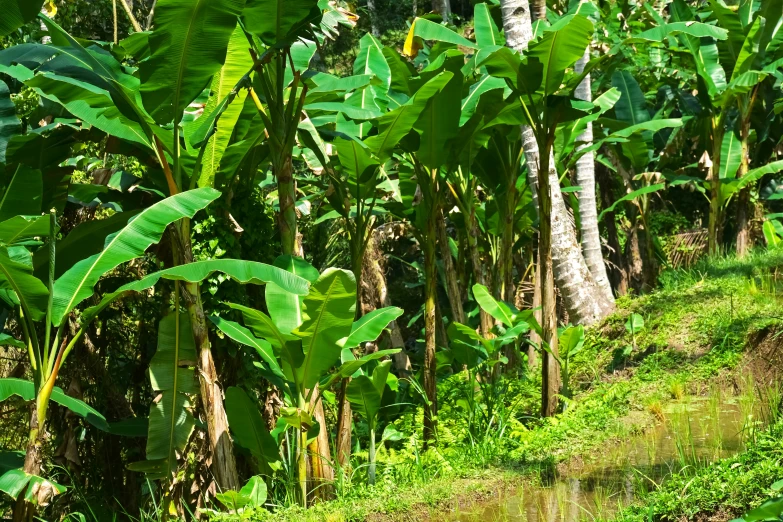 the water is running through a tropical landscape