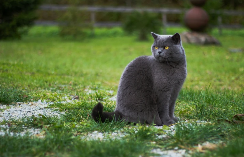 a gray cat sitting in grass with a large white ball in the background