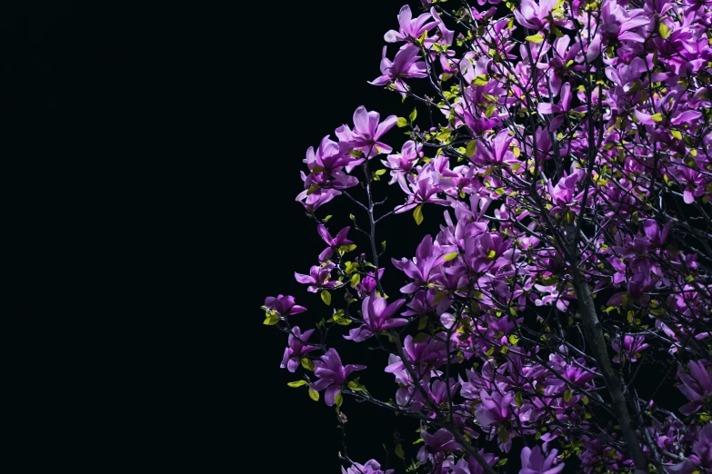 this plant is blooming very bright purple