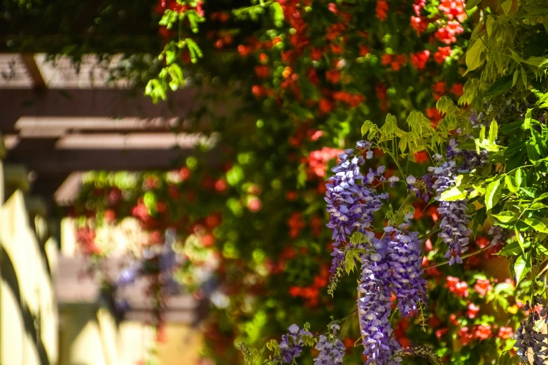 purple flowers are growing along a large wall