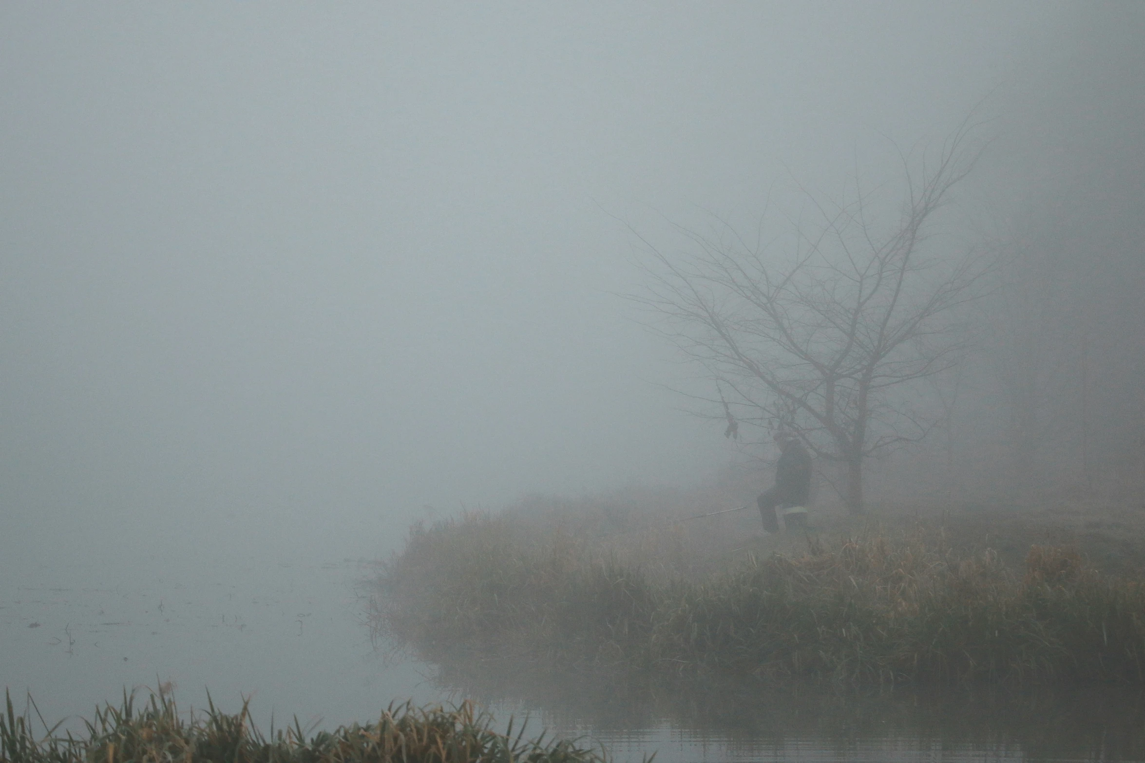 foggy view of a swampy bank with ducks in the distance