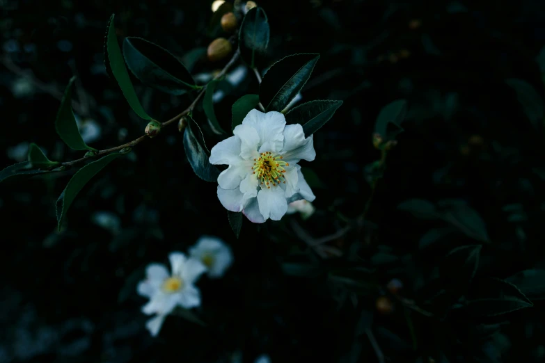 a closeup s of white flowers in bloom