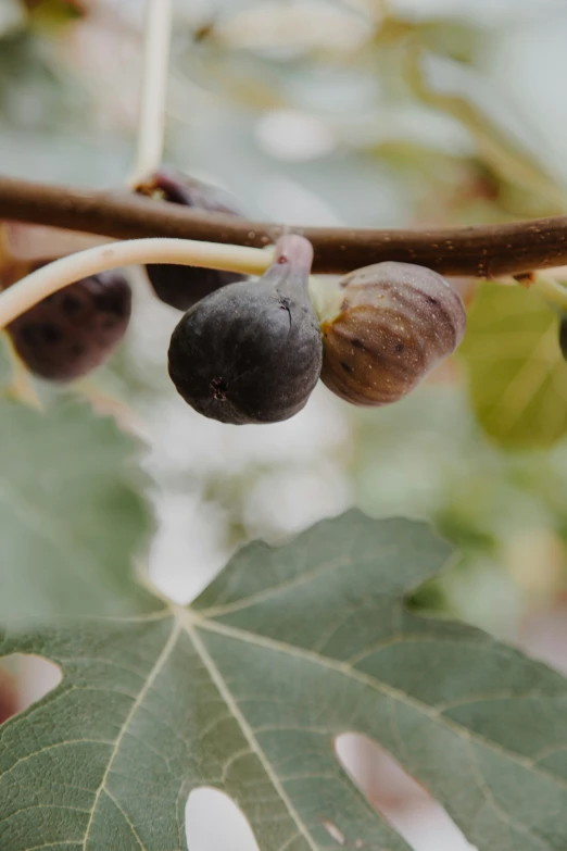 some fruit is hanging from a tree limb