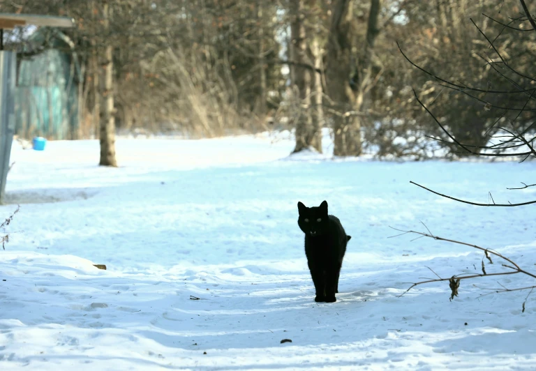 the black animal is walking in the snow by itself