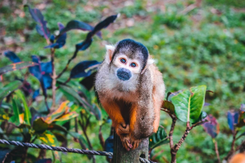 monkey with brown fur hanging over top of green field