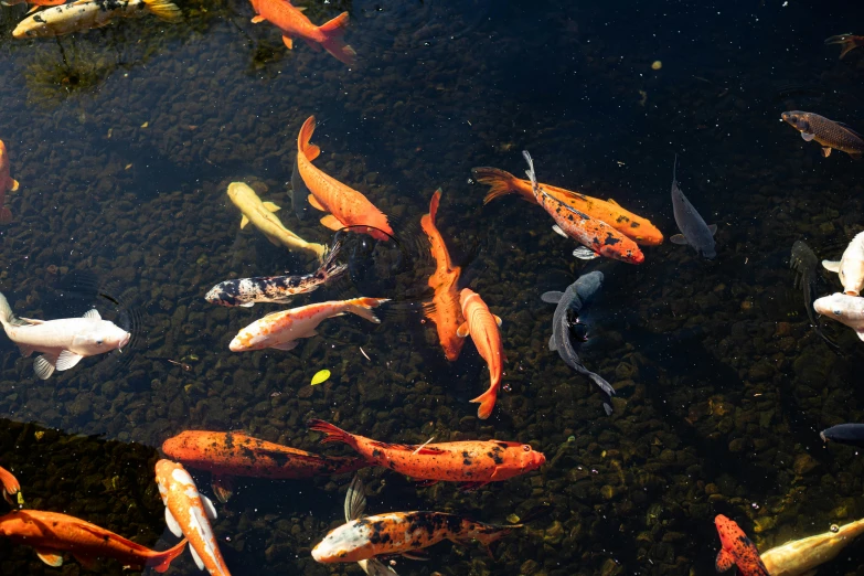 many colorful fish are floating on the water