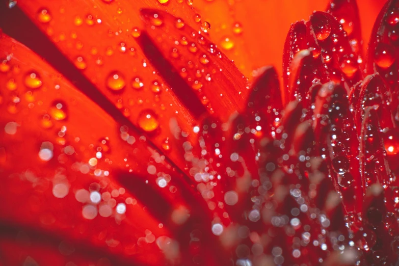 water droplets on a flower and some red orange petals