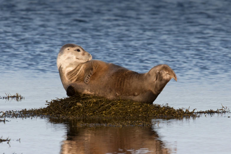 a sea otter sits on top of a pile of algae