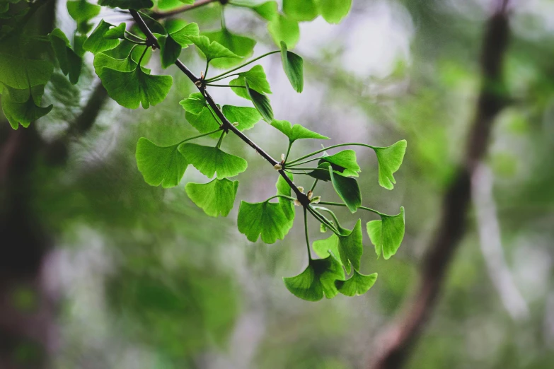 a tree nch with green leaves on it