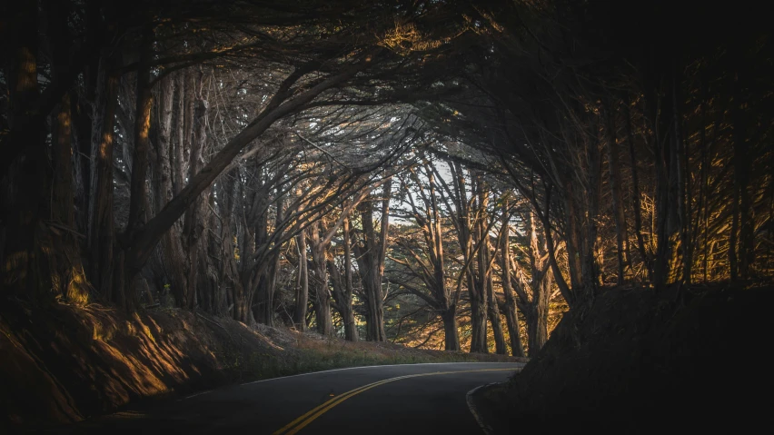 an empty road runs between rows of trees