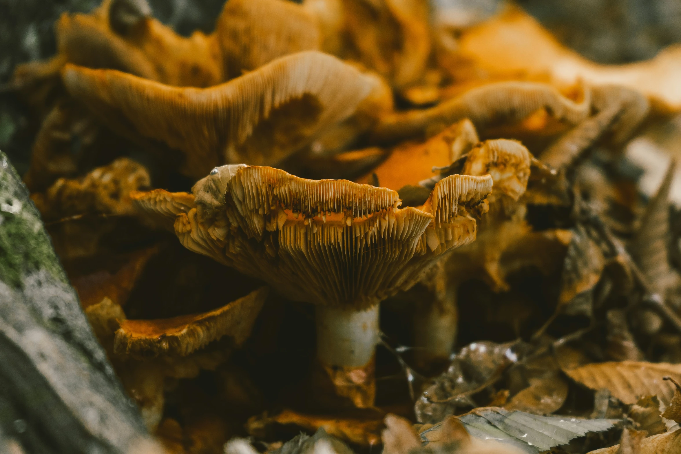 mushrooms growing on top of tree roots in the woods