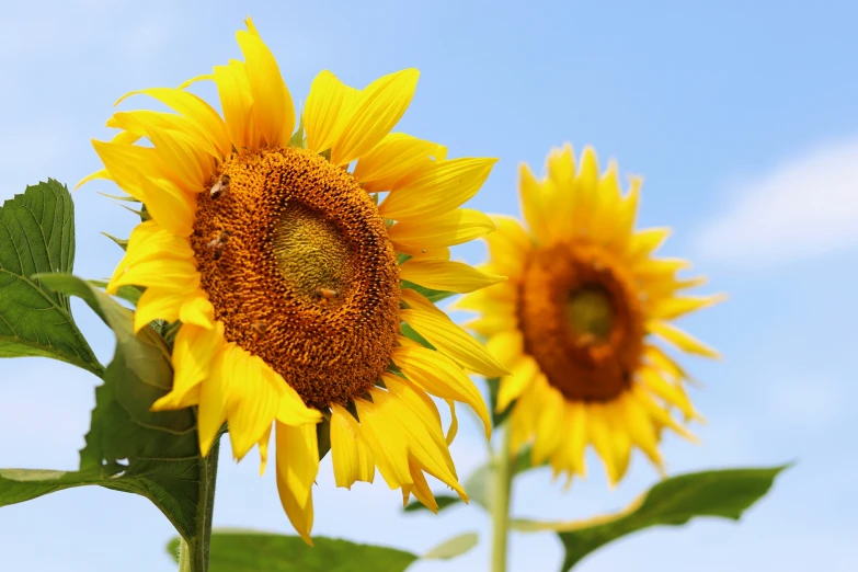 two yellow sunflowers against a blue sky