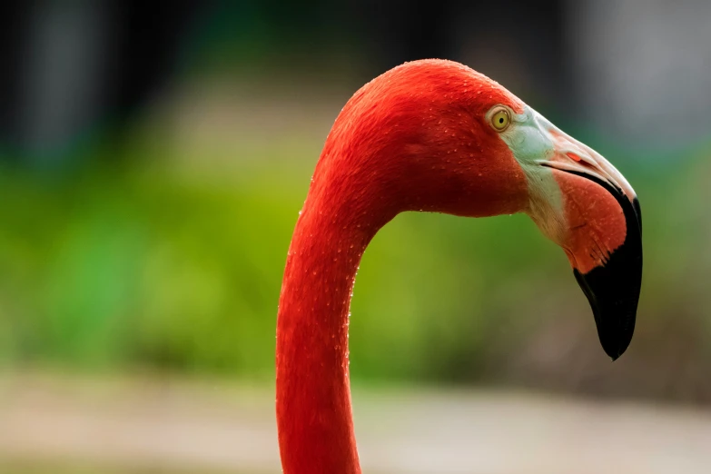 a close up of a flamingo's head and neck with another bird in the background