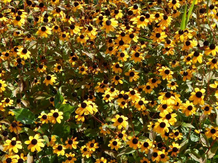 a very pretty yellow and black flowery plant