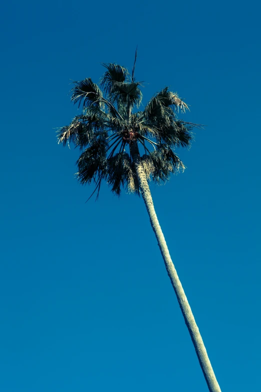 a lone palm tree against a blue sky