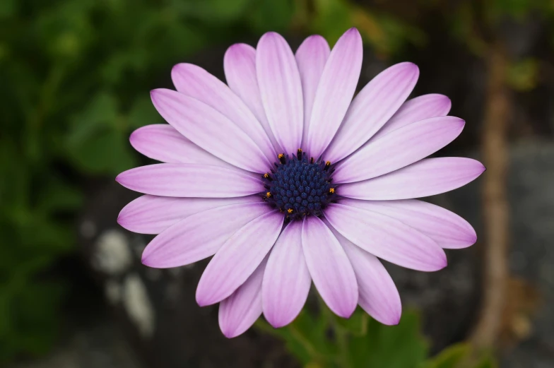 a close up of a flower with a blurry background