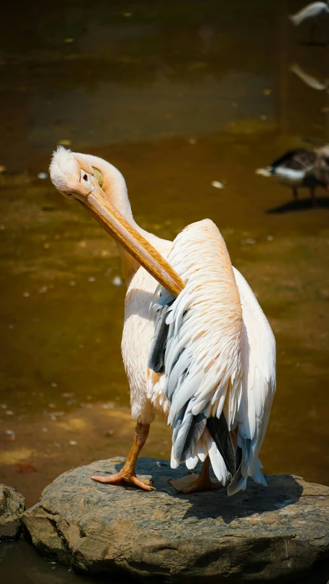 a bird with a long beak sitting on a rock near water