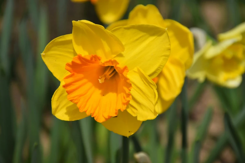 a close up of two yellow flowers with some green stems