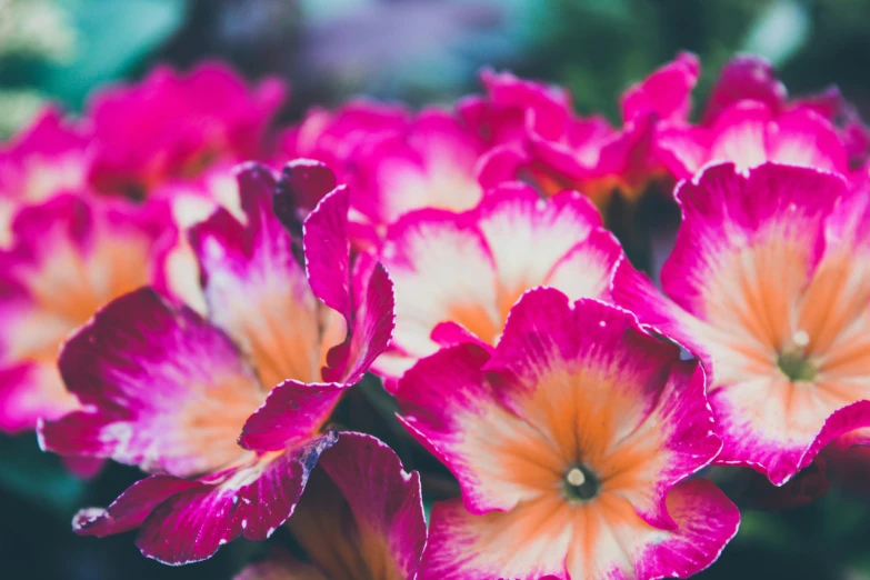 a close up view of the beautiful pink flowers