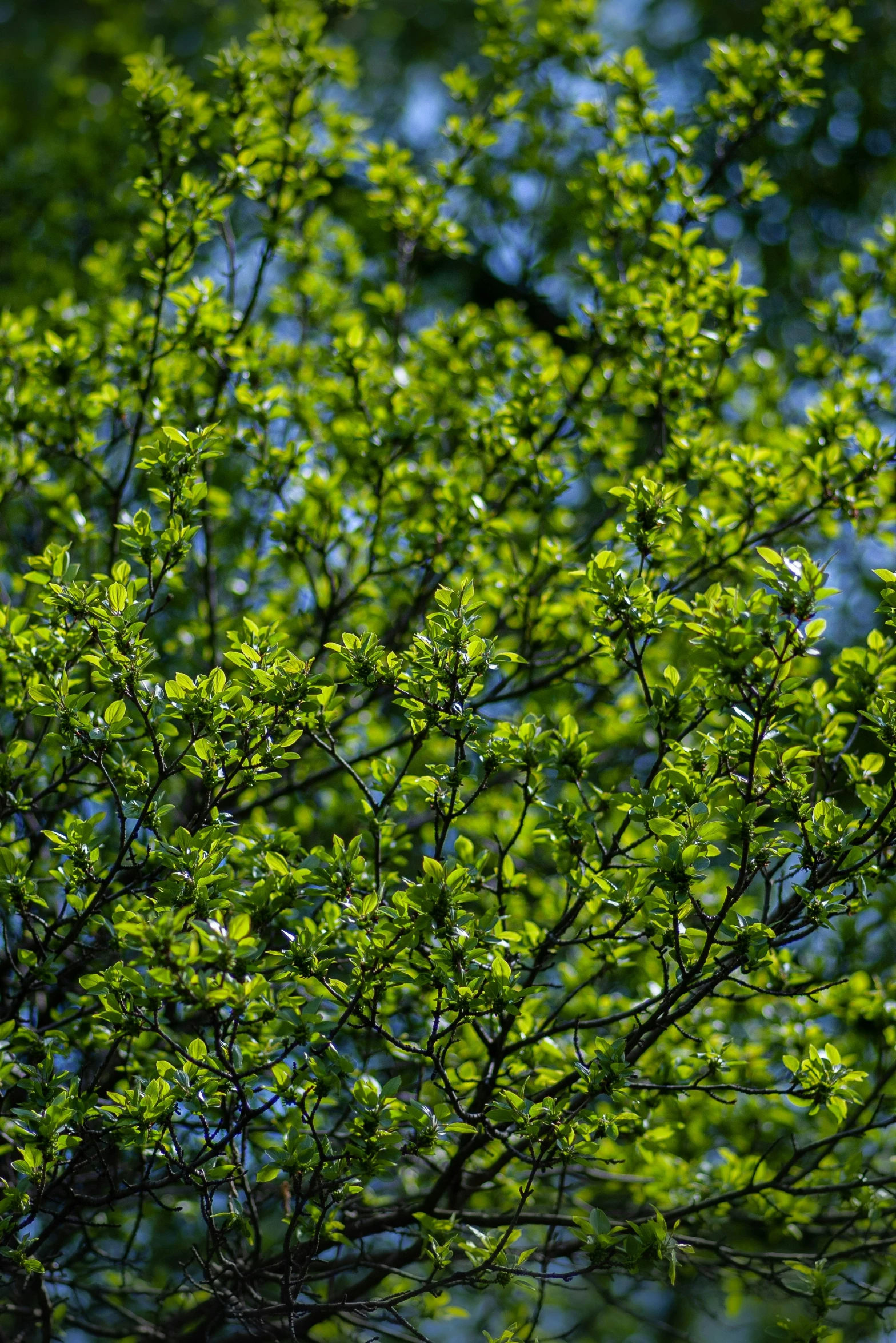 a bird perched on a tree nch in front of a bright blue sky