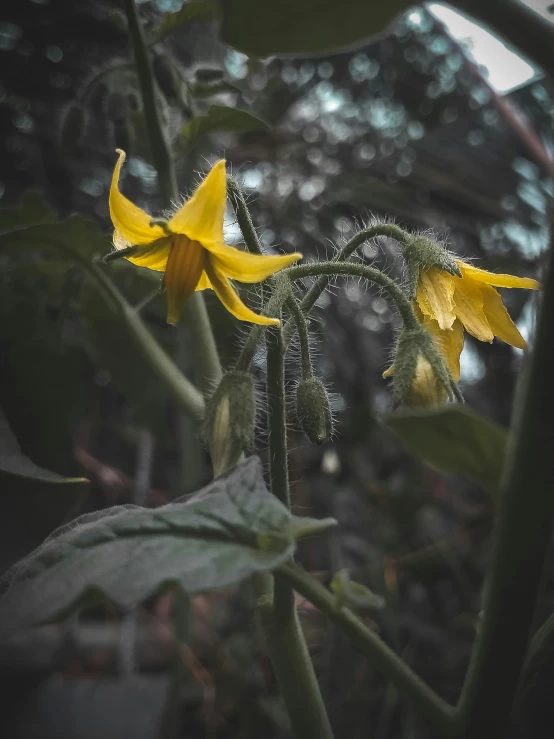 the yellow flowers on the vine look very blurry