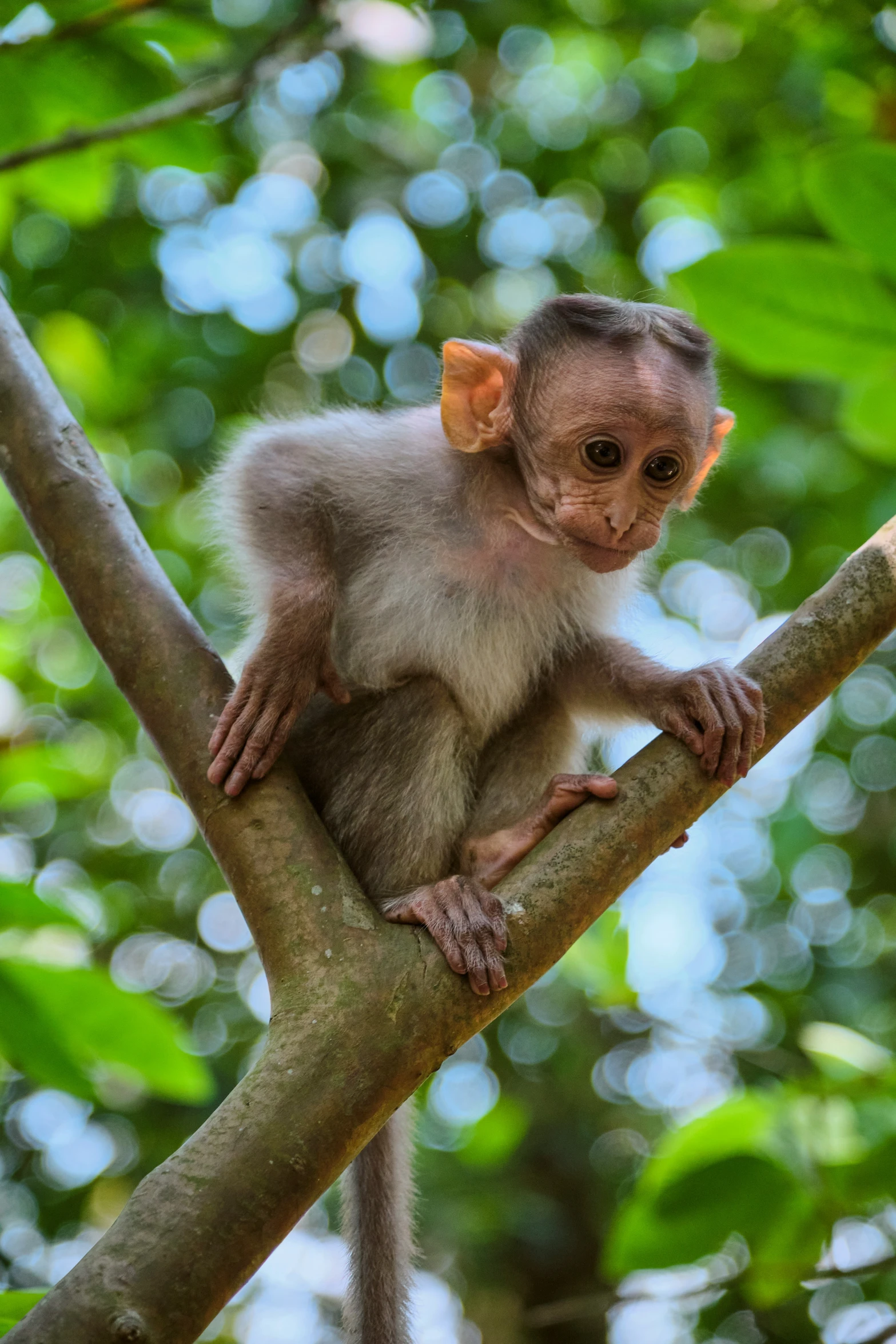 a little monkey sitting on top of a nch