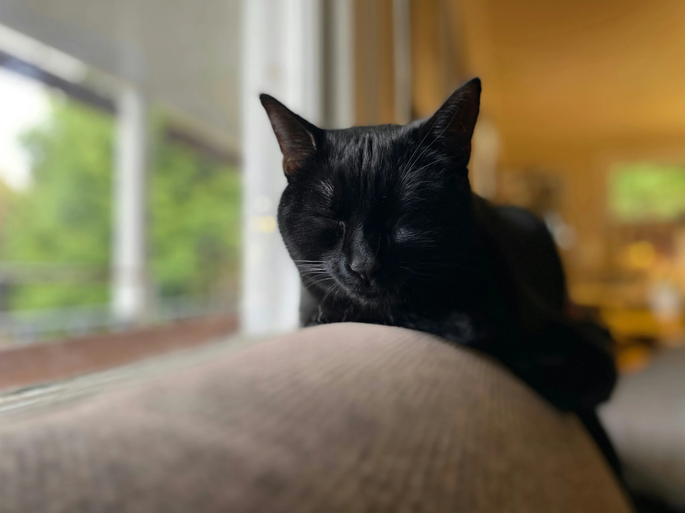 black cat sleeps on a sofa near a window