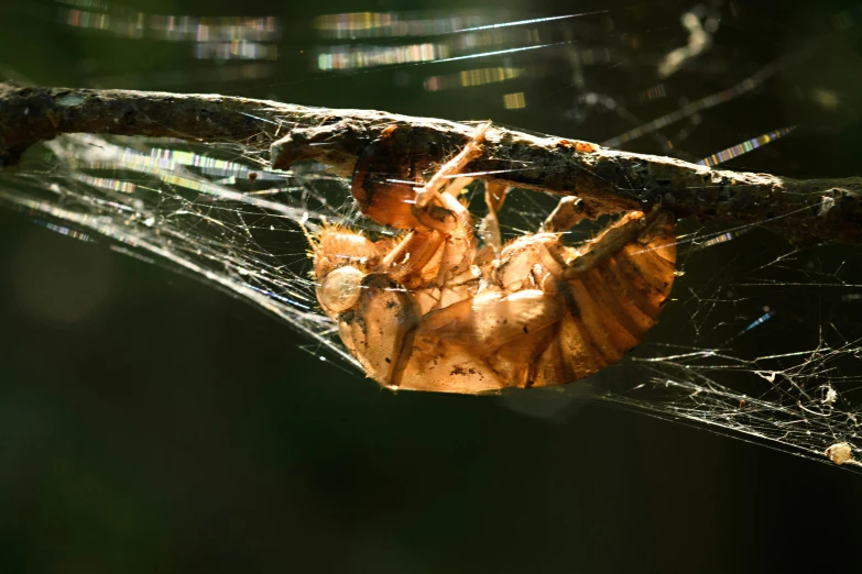 a closeup image of a spider in a web