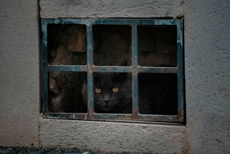 an image of a cat peeking out the window