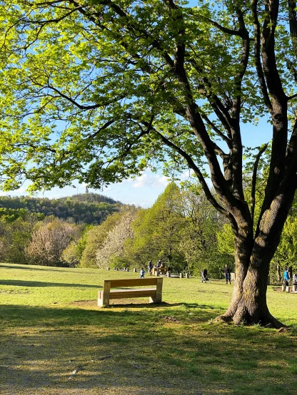 a green grassy park bench sits next to a tree