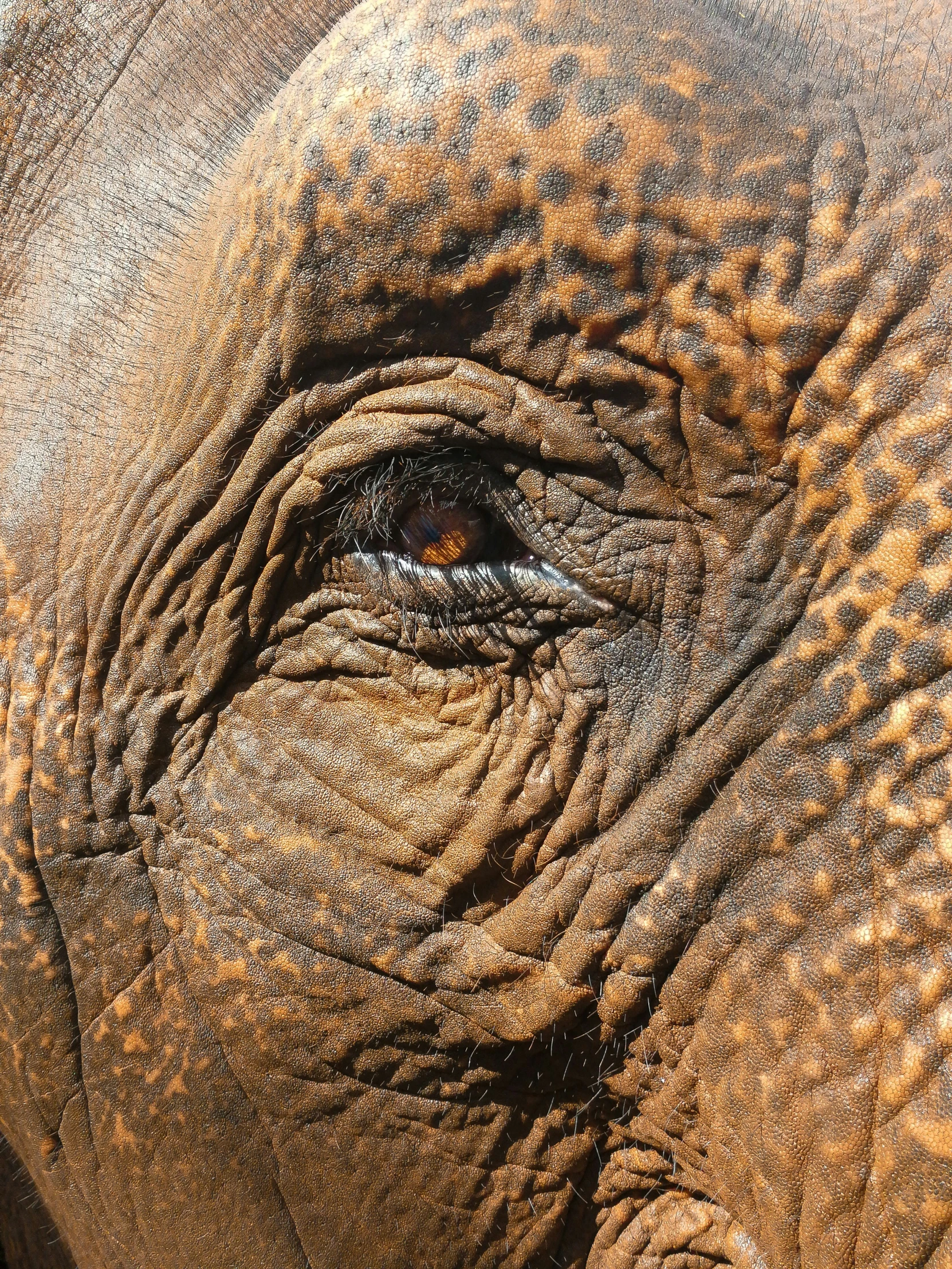 an elephant with an upclose eye and brown hair