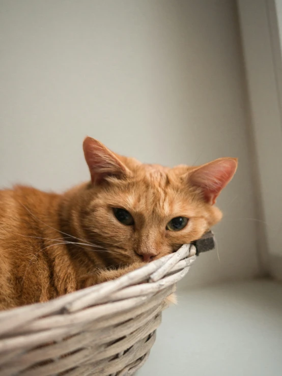 a cat laying in a basket with it's eyes closed