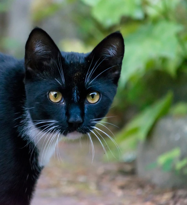 a black cat walking on top of a dirt ground