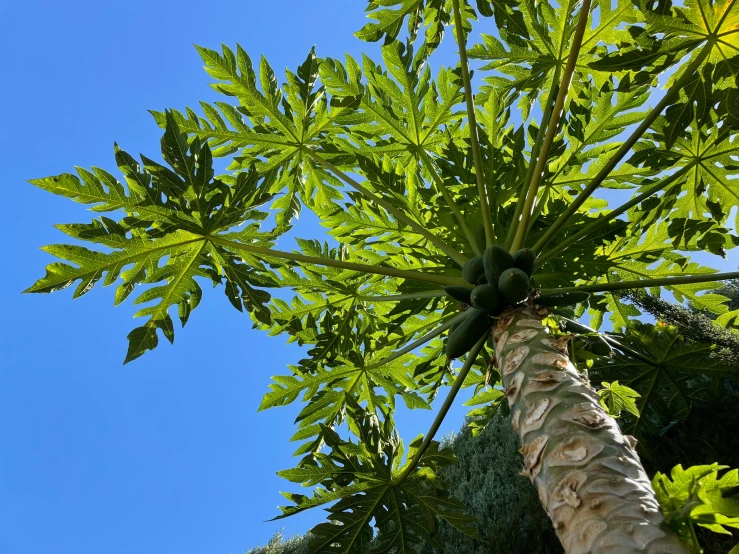 palm tree surrounded by foliage in a sunny day