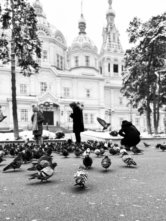 a group of pigeons that are walking in the street