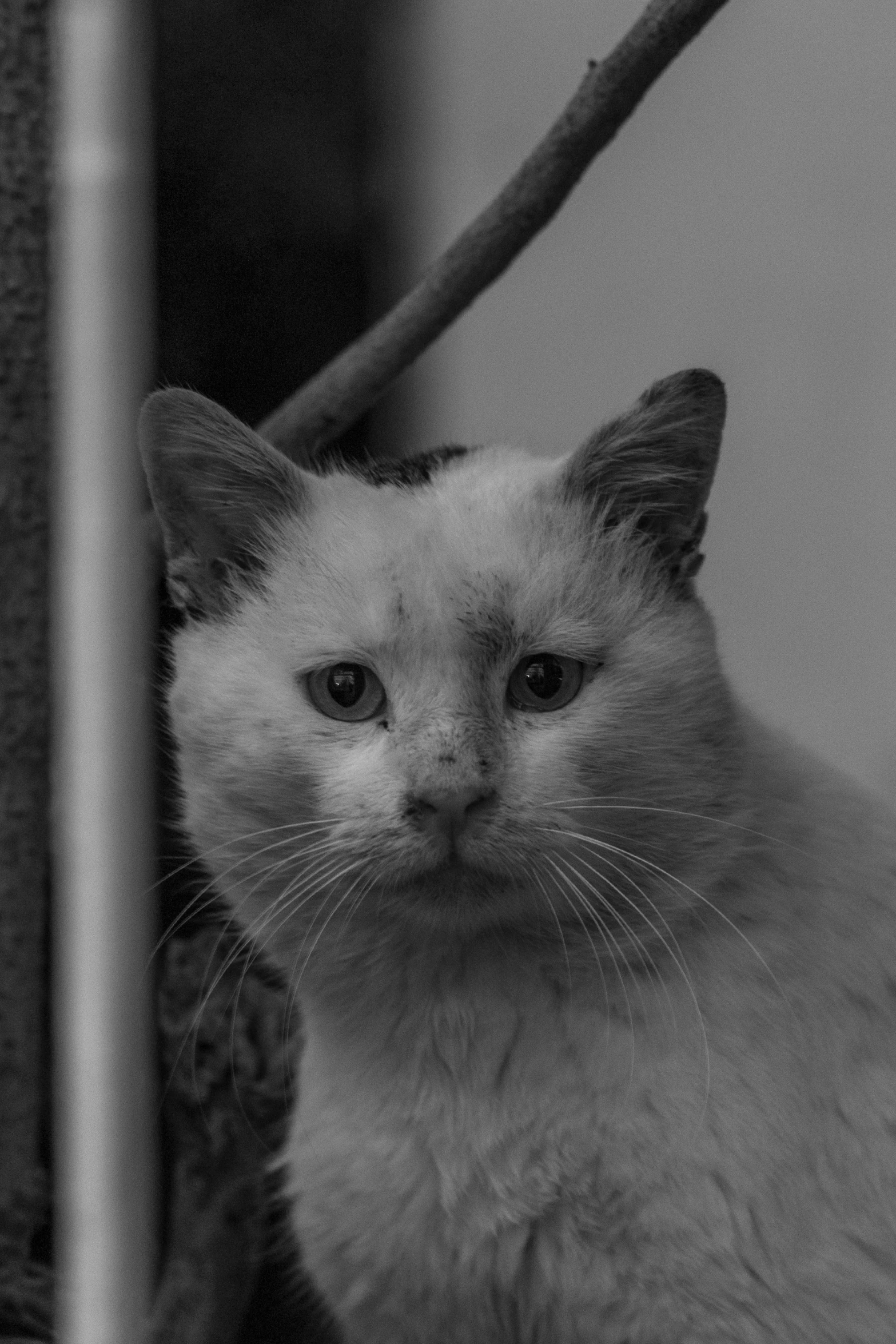 a cat sits in a corner, peering over