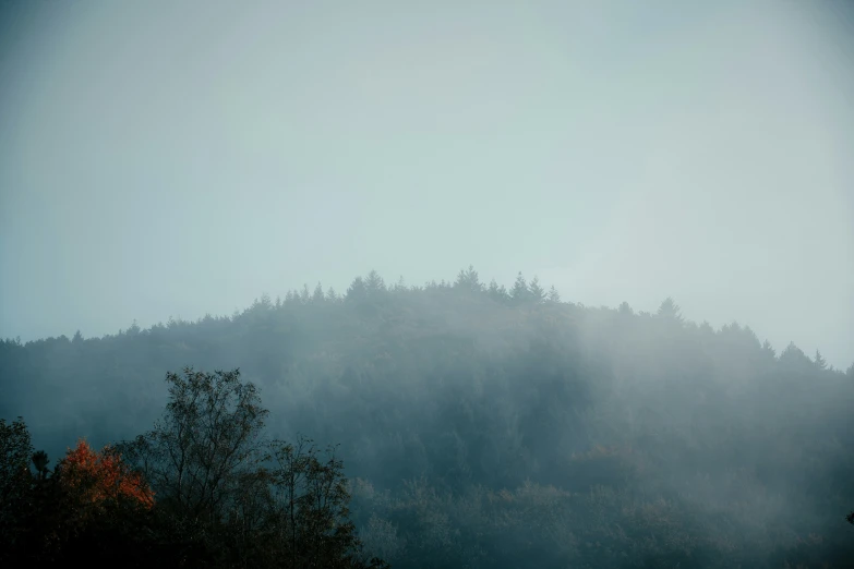 a tall tree in front of a hill with trees on it