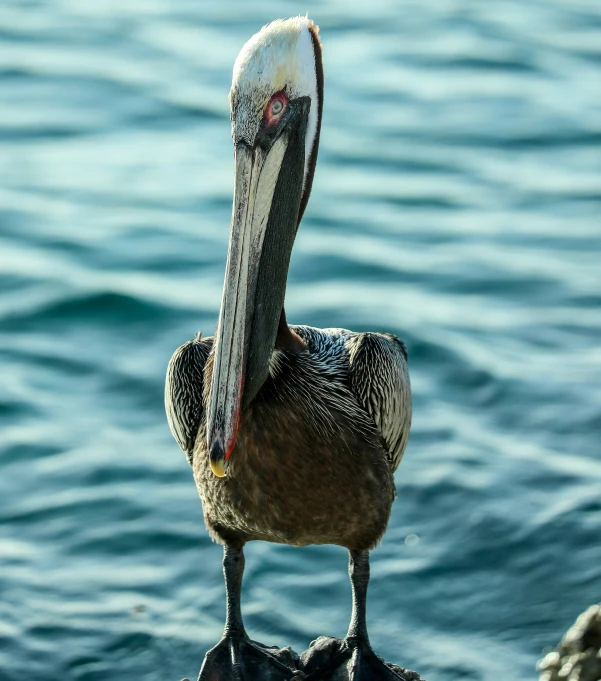 a large bird standing on a rock next to the water