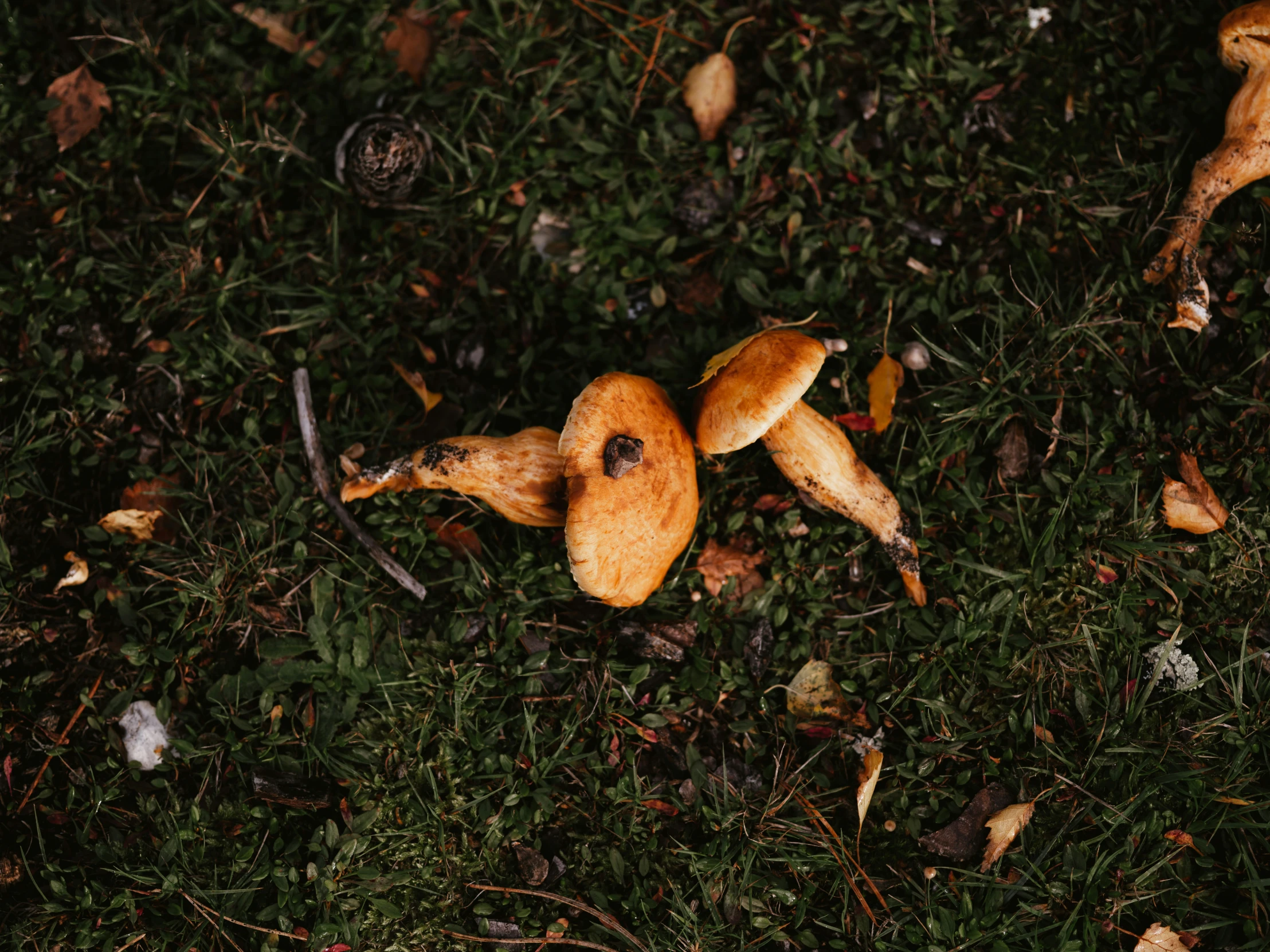 the mushrooms are laying in the grass outside