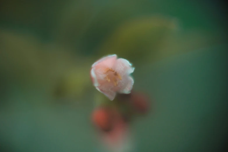 a small, pink flower surrounded by other flowers