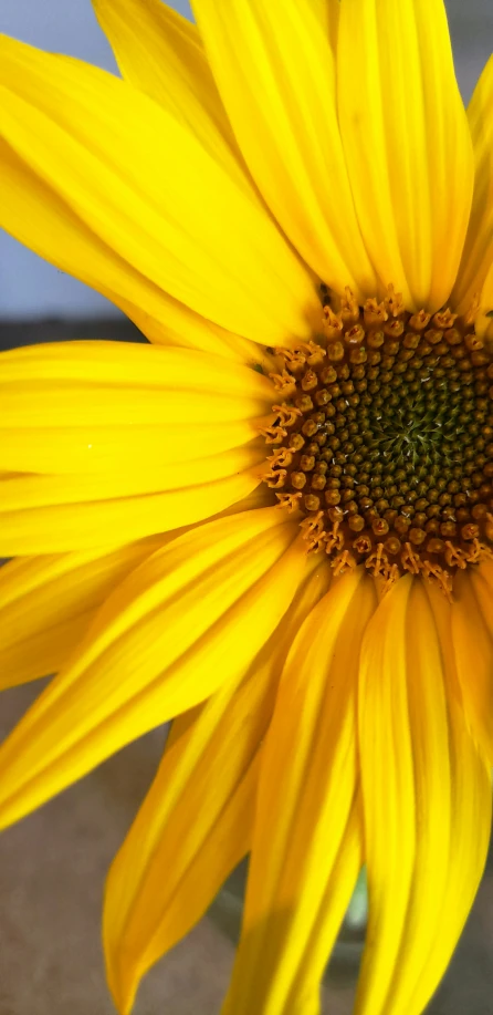 the close up view of a yellow sunflower