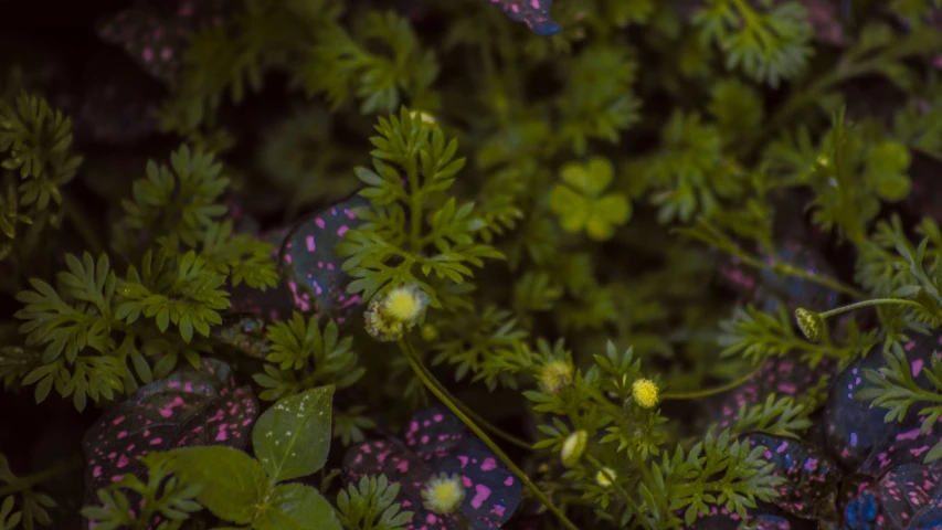 the colorful flowers and green leaves are close together