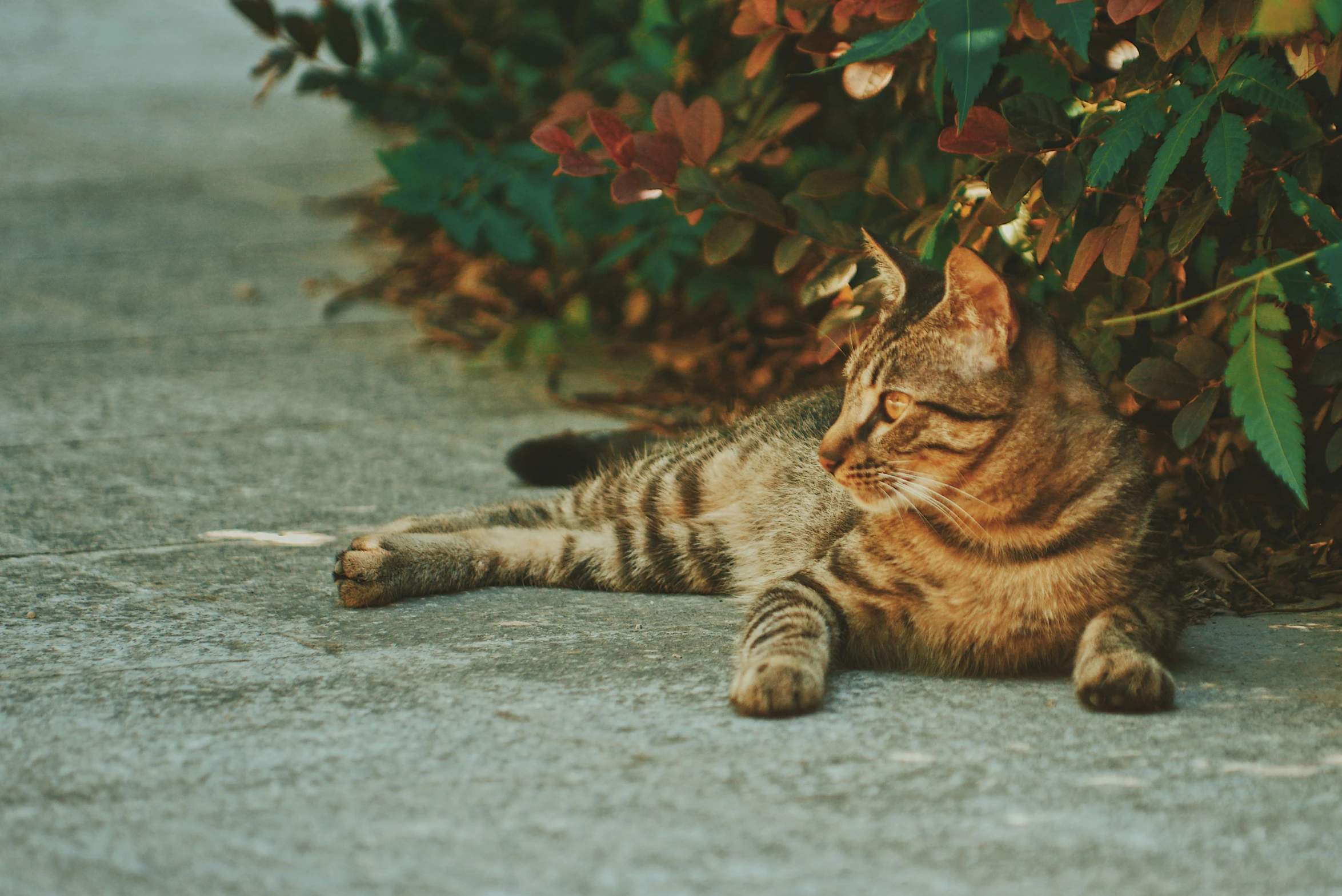 a cat lying on the ground near some bushes