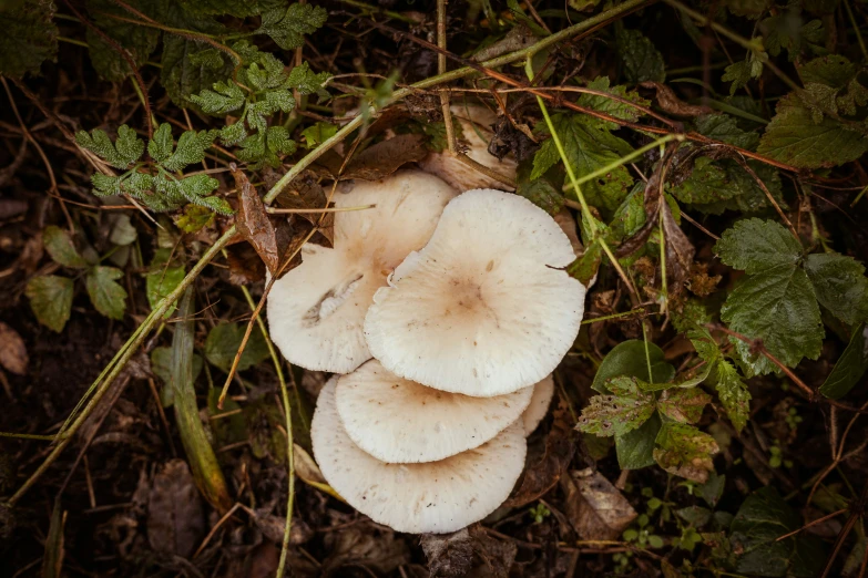 a group of white mushrooms sitting in the grass